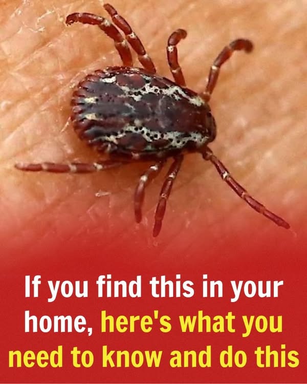 If you find this in your home, here’s what you need to know and do this