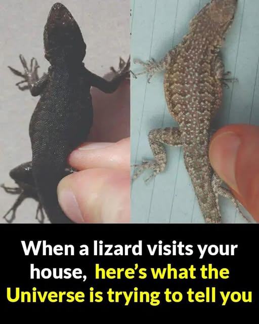 Did you know: When a lizard visits your house, it’s a sign