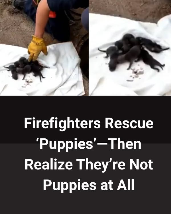Firemen save 8 Labrador pups from drain: Then they realise they’re not dogs at all