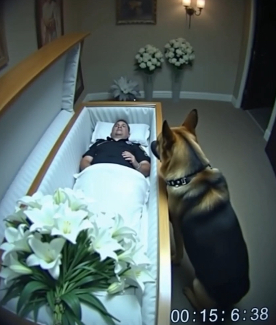 The german shepherd wouldn’t leave his partner’s coffin — then he barked, they opened it. and-