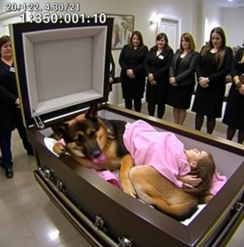 A German Shepherd refused to leave a little girl’s coffin—what happened next stunned everyone. The funeral-