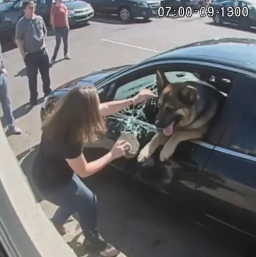 I SMASHED A STRANGER’S CAR WINDOW TO SAVE A DOG — AND THEN SOMETHING COMPLETELY