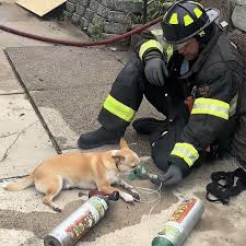 Brave Firefighter Saves Small Chihuahua from Blaze, Risking His Own Life