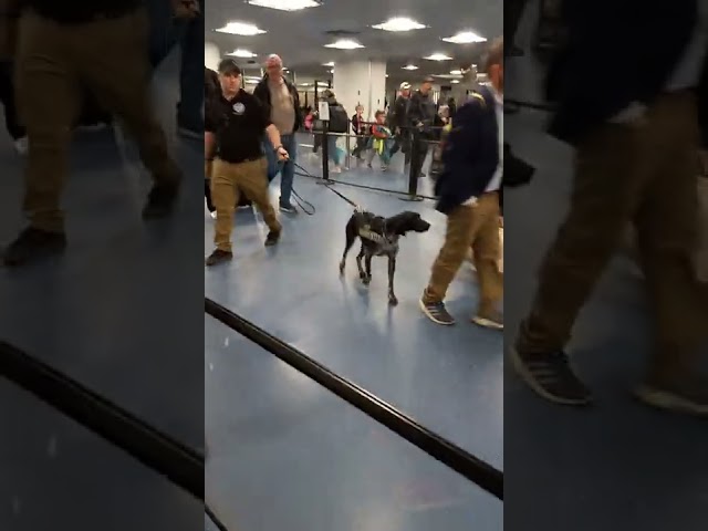 The drug sniffing dog at the Minneapolis & Las Vegas airports- caught on camera in Vegas 2022!!!