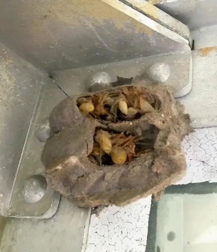 What she was hiding under her dress no one knew in wedding party how dog smell danger is shocking